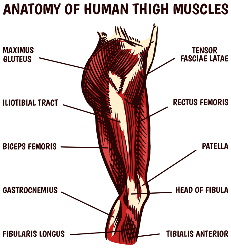 Anatomy Of Human Thigh Muscles
