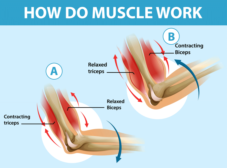 How Muscle Works