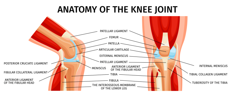 Knee Joint Anatomy Front And Side View