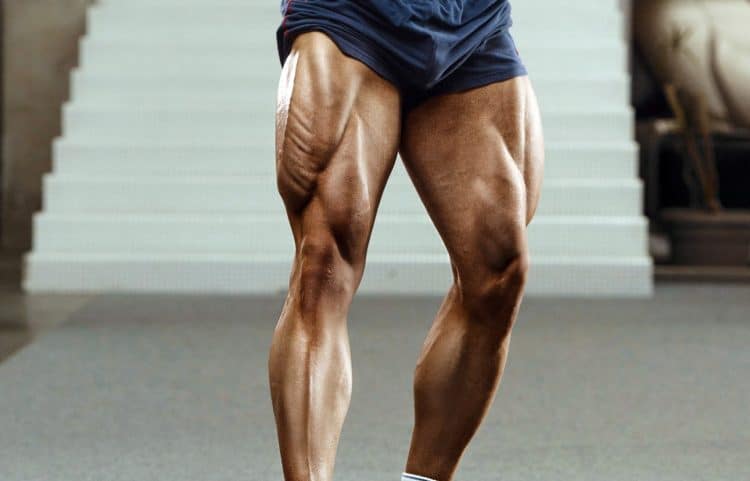 Lower Body Muscles