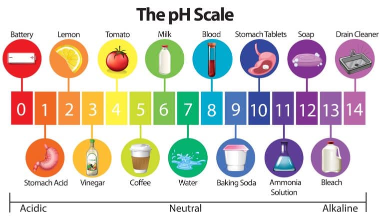 Alkaline Foods List: Transform Your Health & Elevate Your Fitness Game