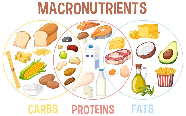 Food Macronutrients
