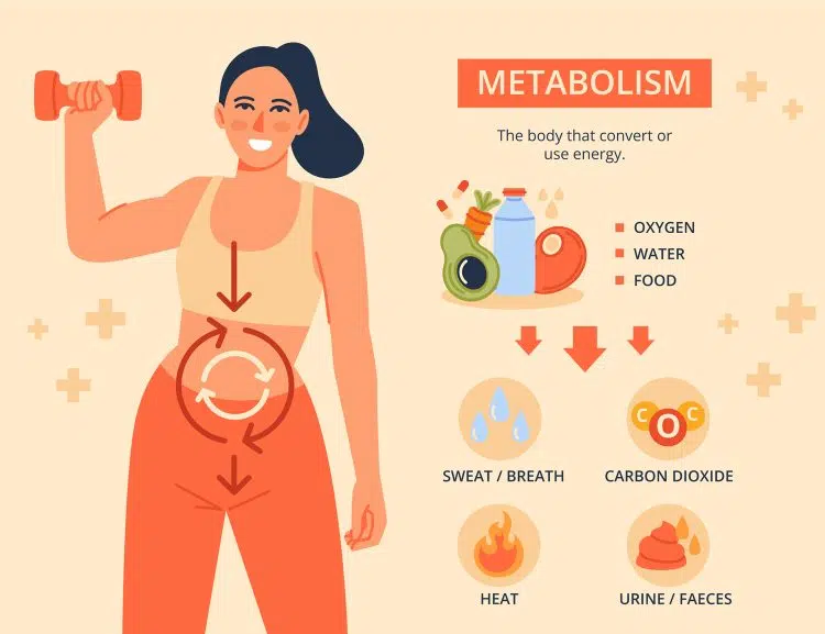 Metabolism Infographic