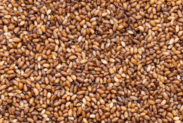 Wholegrain Teff Seeds