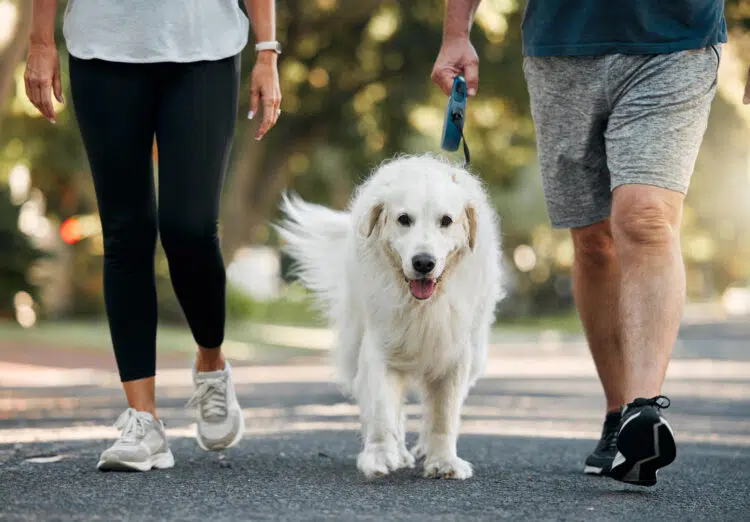 Couple walking the dog in a park