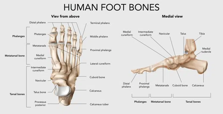 Feet and Ankles Anatomy