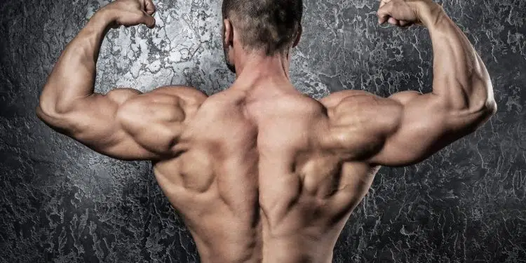 Bodyweight Back Exercises V Taper