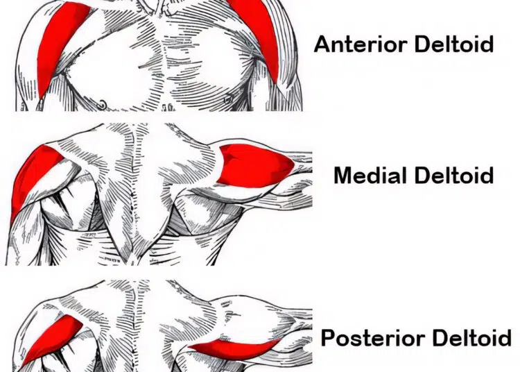 Basic Shoulder Anatomy