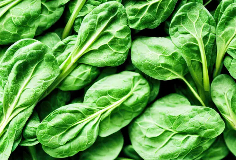 Fresh Green Spinach Leaves