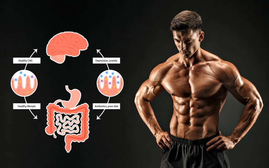 Gut Muscle Connection