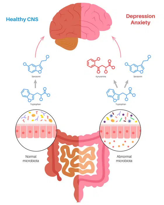 Gut Brain Connection