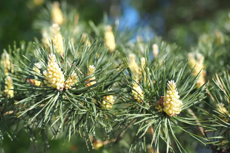 Pine Pollen