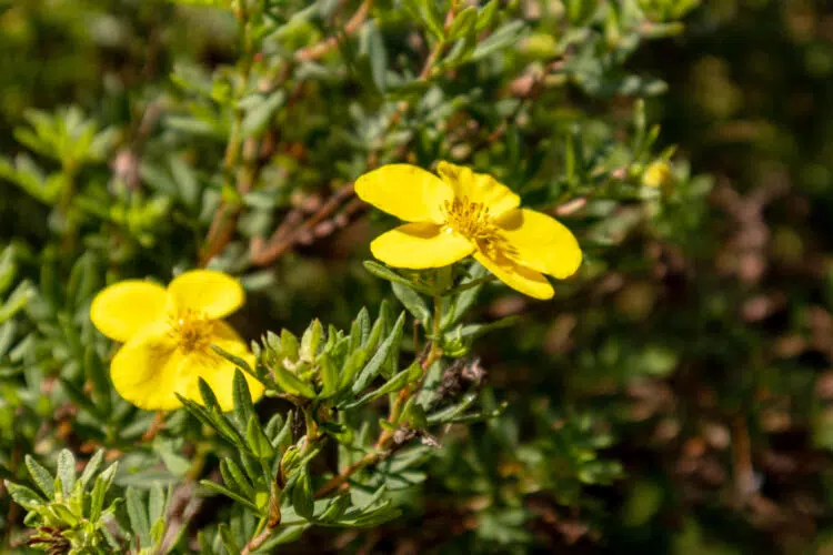 Tribulus Terrestris