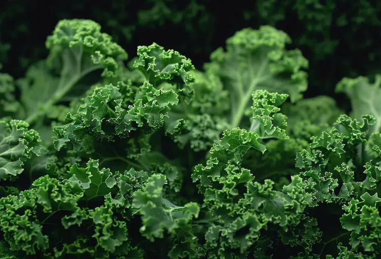 Fresh Kale