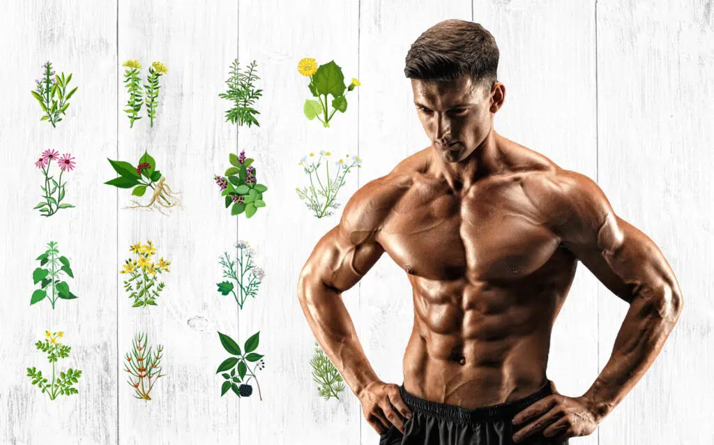 Herbs For Testosterone