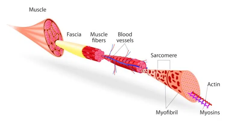 Muscle Structure