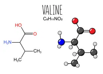 Valine Amino Acid