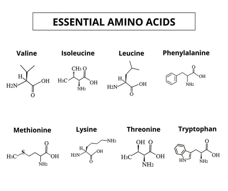 Essential Amino Acids