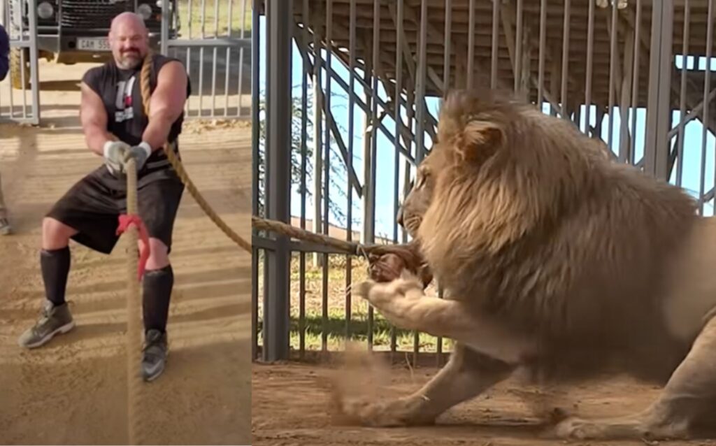 Brian Shaw Wins A Tug Of War Against A Lion