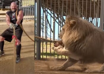Brian Shaw Wins A Tug Of War Against A Lion