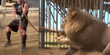 Brian Shaw Wins A Tug Of War Against A Lion