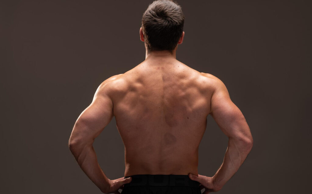 Posterior Deltoids