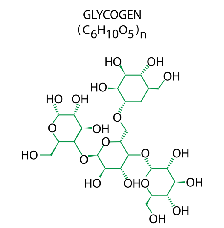 Glycogen Molecule
