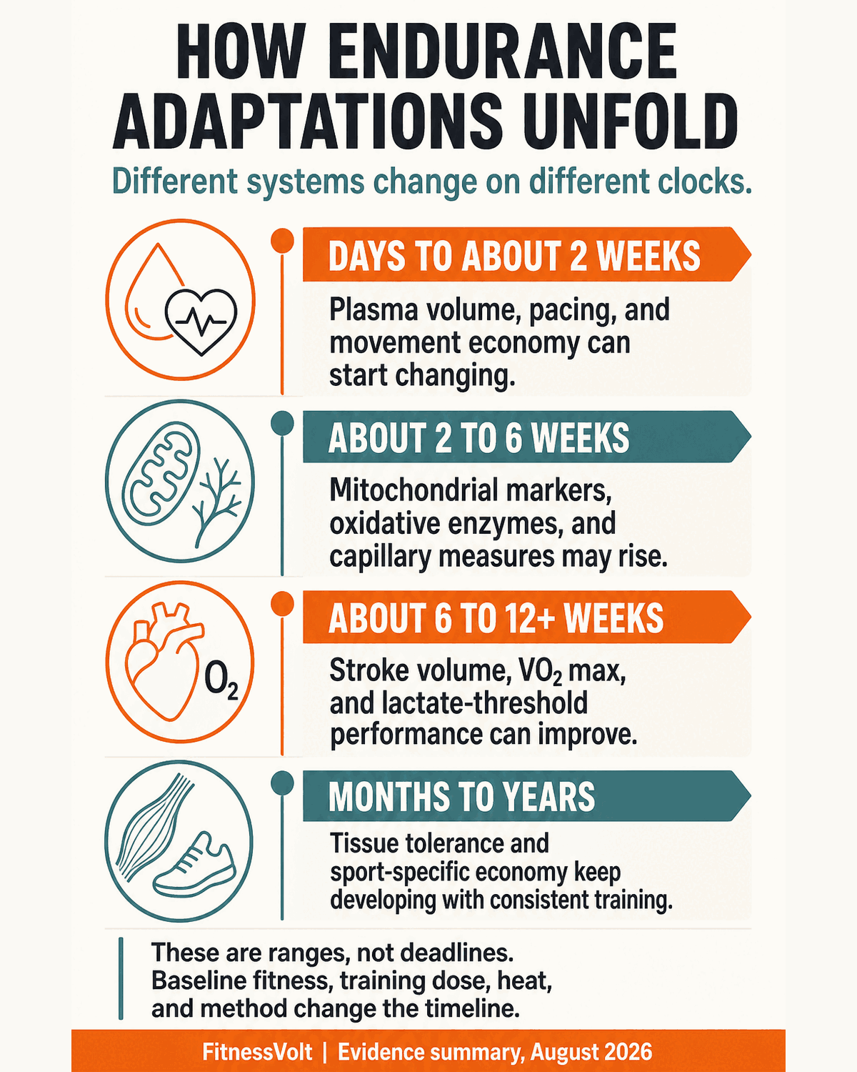 Timeline of early, intermediate, and long-term endurance training adaptations