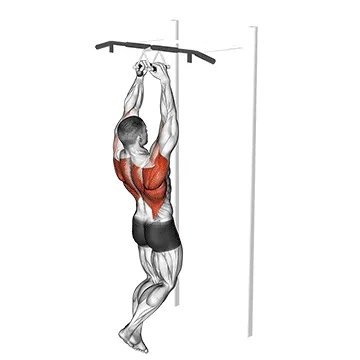 Chin-ups (Narrow Parallel Grip)