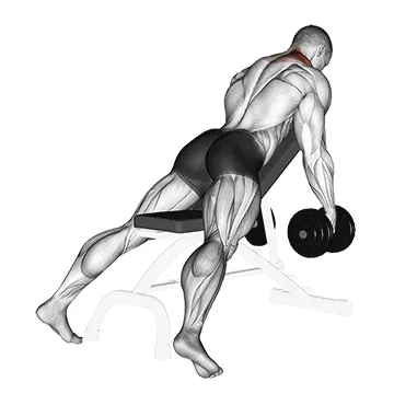 Dumbbell Decline Shrug
