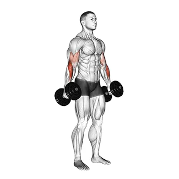 Dumbbell Hammer Curl