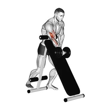 Dumbbell Standing One Arm Curl (Over Incline Bench)