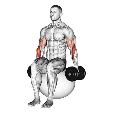 Dumbbell Hammer Curl On Exercise Ball