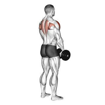 Dumbbell Upright Row