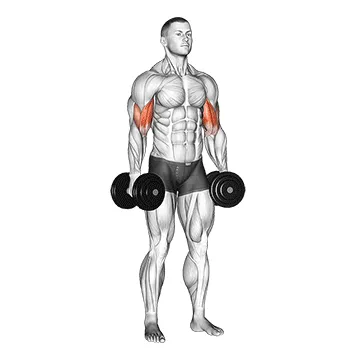 Dumbbell Standing Inner Biceps Curl