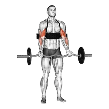 Ez-bar Biceps Curl (With Arm Blaster)